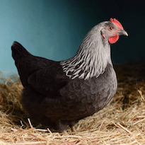 Amelia in the hen house