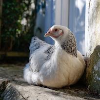 Henrietta basking in the sun