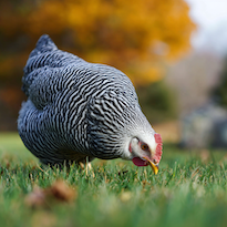 Lady Penelope enjoying a good peck in the garden